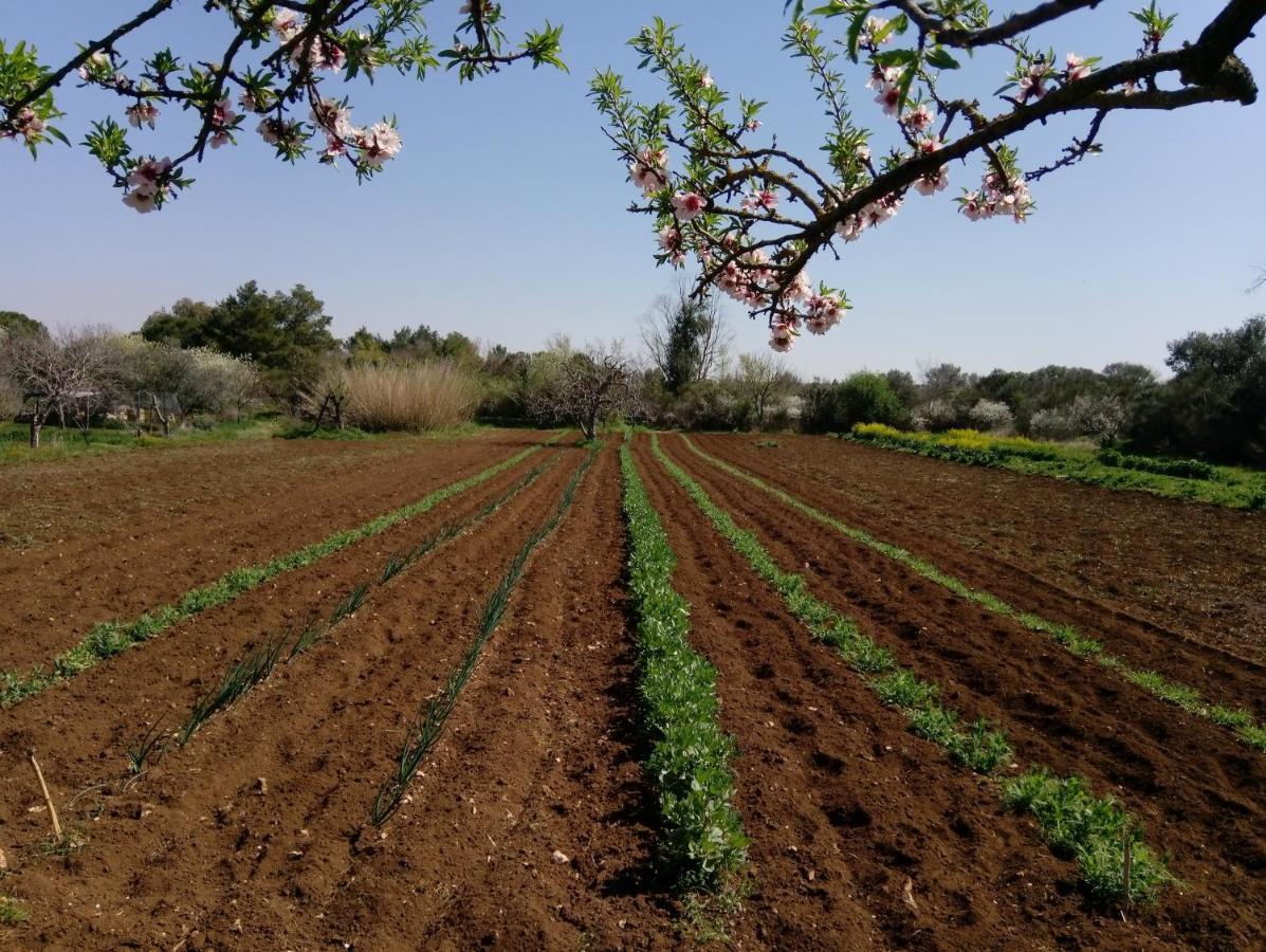 Agriturismo Poggio Ferrata Ruvo di Puglia Exteriér fotografie