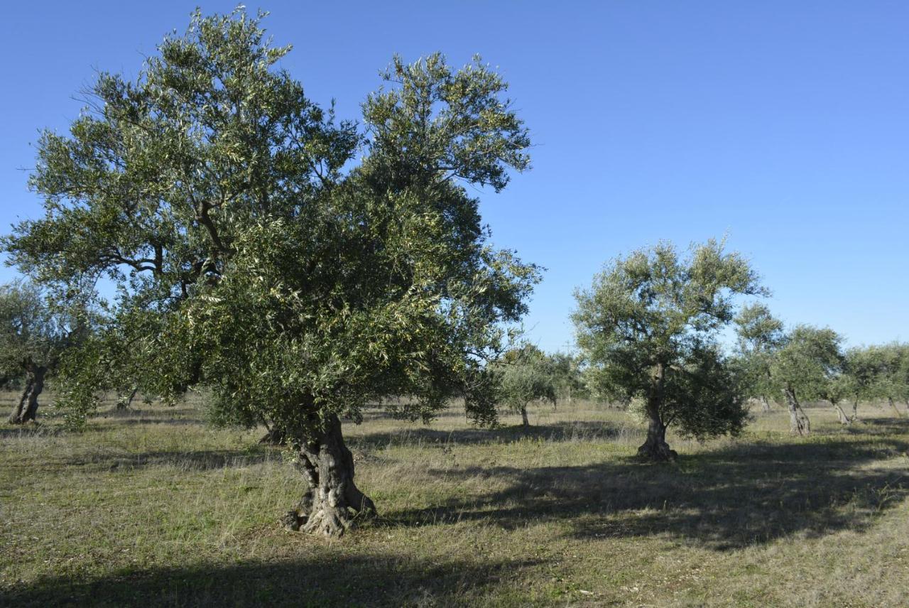 Agriturismo Poggio Ferrata Ruvo di Puglia Exteriér fotografie