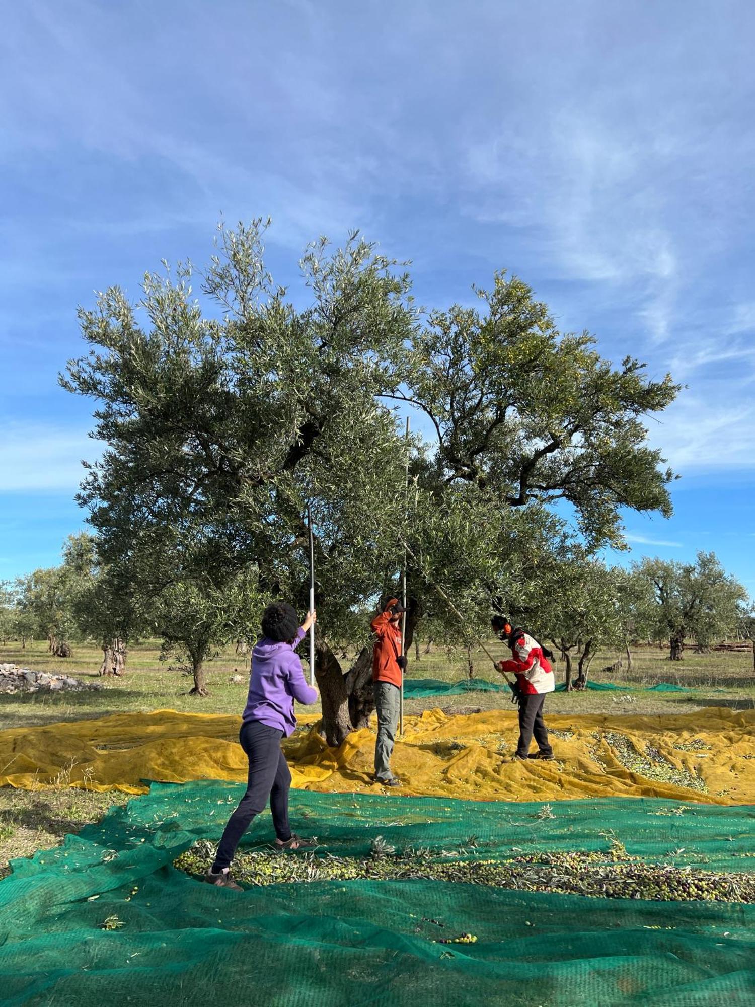 Agriturismo Poggio Ferrata Ruvo di Puglia Exteriér fotografie
